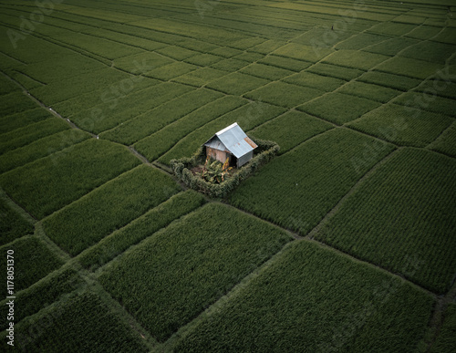 Solitary hut with in the middle of an expansive green rice field photo