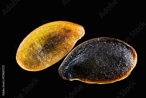 garden lobelia (Lobelia erinus) seed micrograph photo