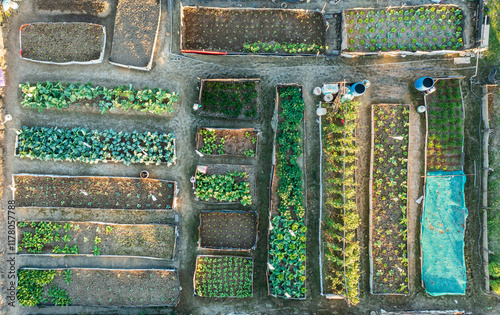 Vibrant Urban Community Garden with Diverse Sustainable Growing  photo