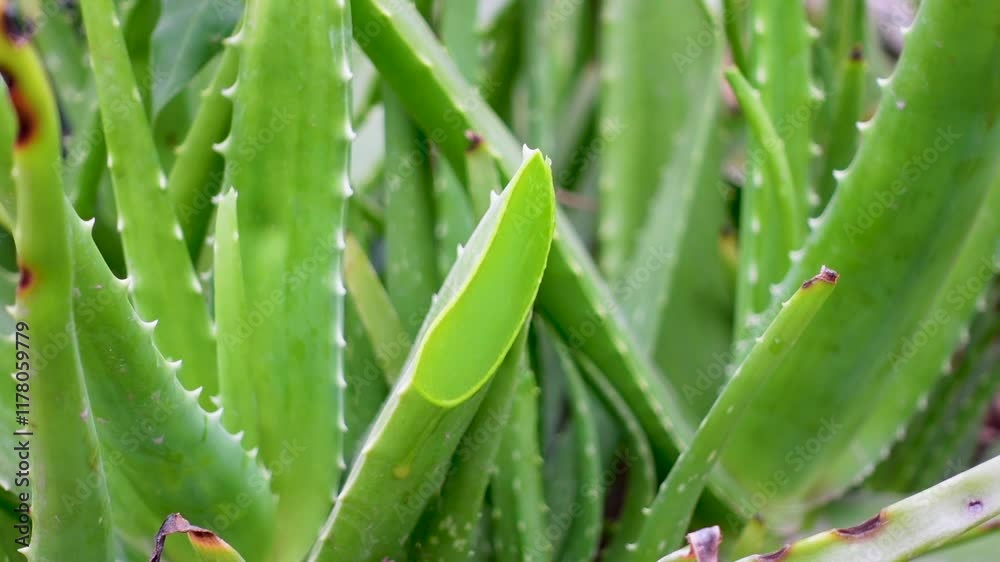 Aloe vera plants are being cultivated on the rooftop garden. Closeup 4k views. Aloe vera plants are being cultivated on the rooftop garden. Closeup 4k views.