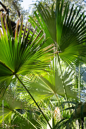 Big green fronds and leaves