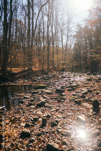 Rocky forest stream under sunlight photo