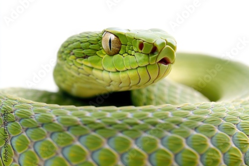 A close-up shot of a green snake's head with detailed scales and features photo