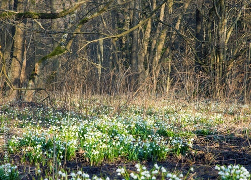 spring snowflakes flowers in latin leucojum vernum