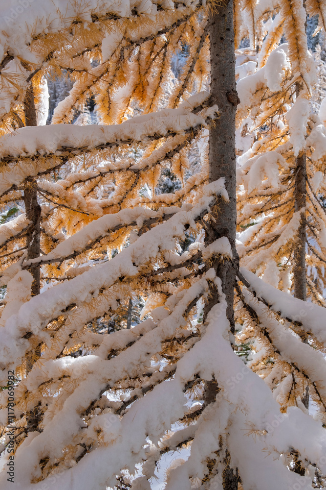 Fresh snowfall on larch trees Fresh snowfall on larch trees