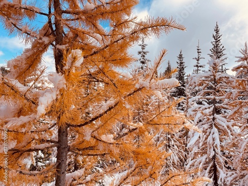 Snow covered Western larch trees photo