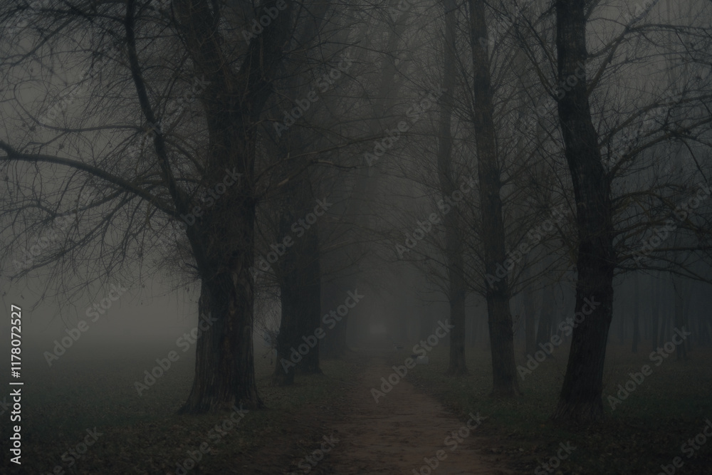 Pathway Through the Foggy Woods
Pathway Through the Foggy Woods