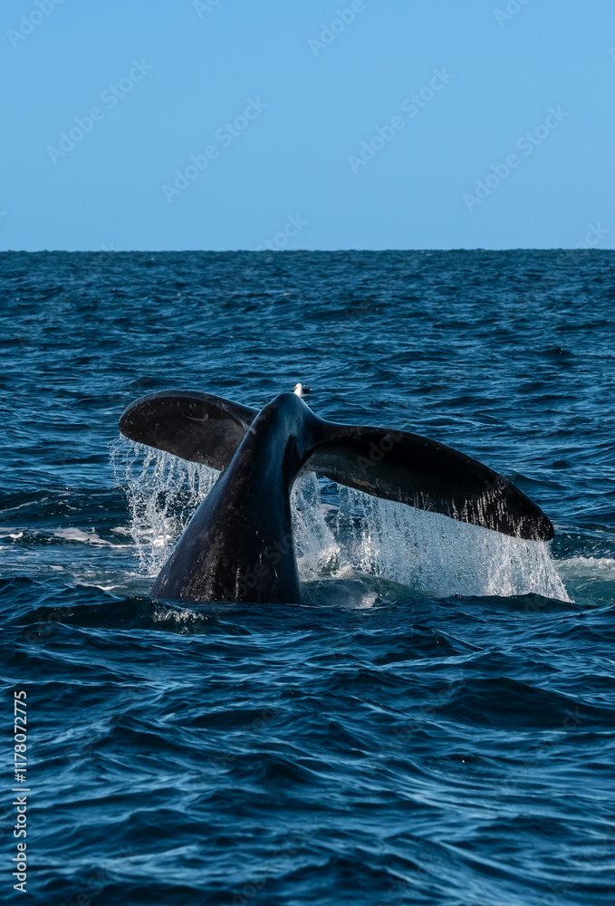 Fototapeta premium Sohutern right whale tail lobtailing, endangered species, Patagonia,Argentina