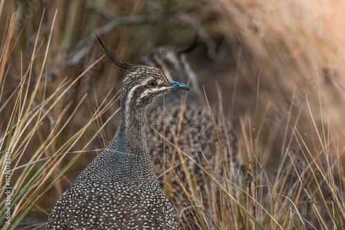  Elegant crested tinamou, Eudromia elegans, Pampas grassland environment, La Pampa province, Patagonia, Argentina. photo