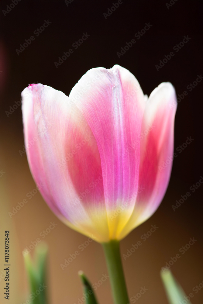 Naklejka premium pink and yellow tulip