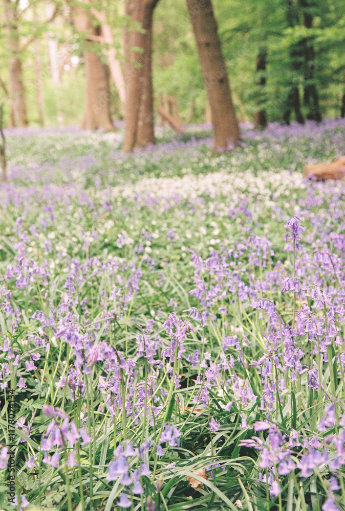 A carpet of bluebells in the forest A carpet of bluebells in the forest