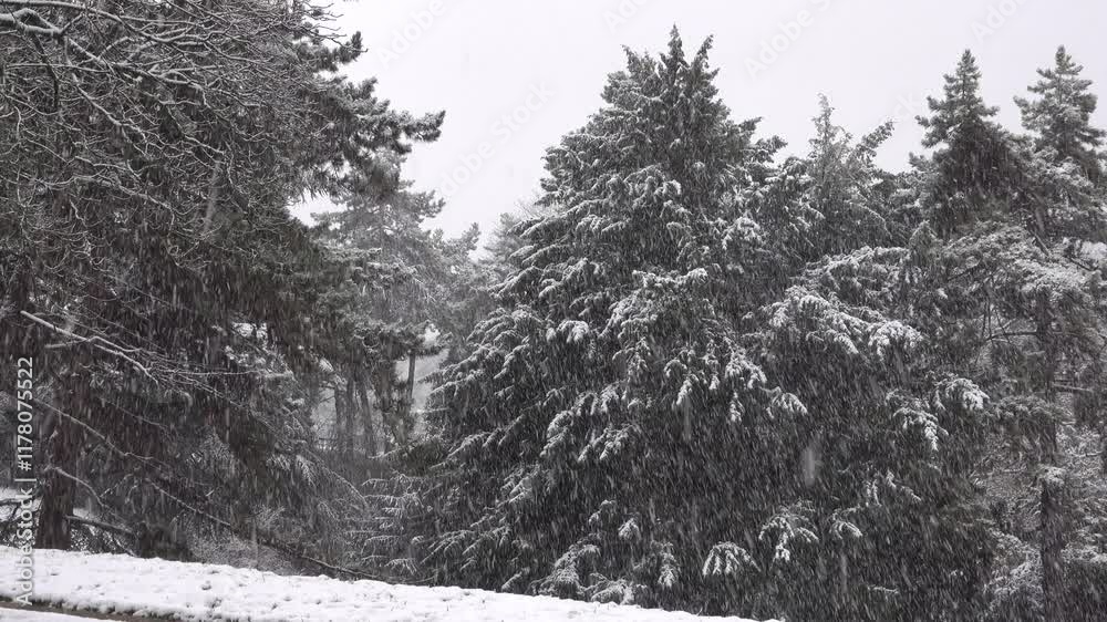 Vue sur des chutes de neige et des sapins enneigés 