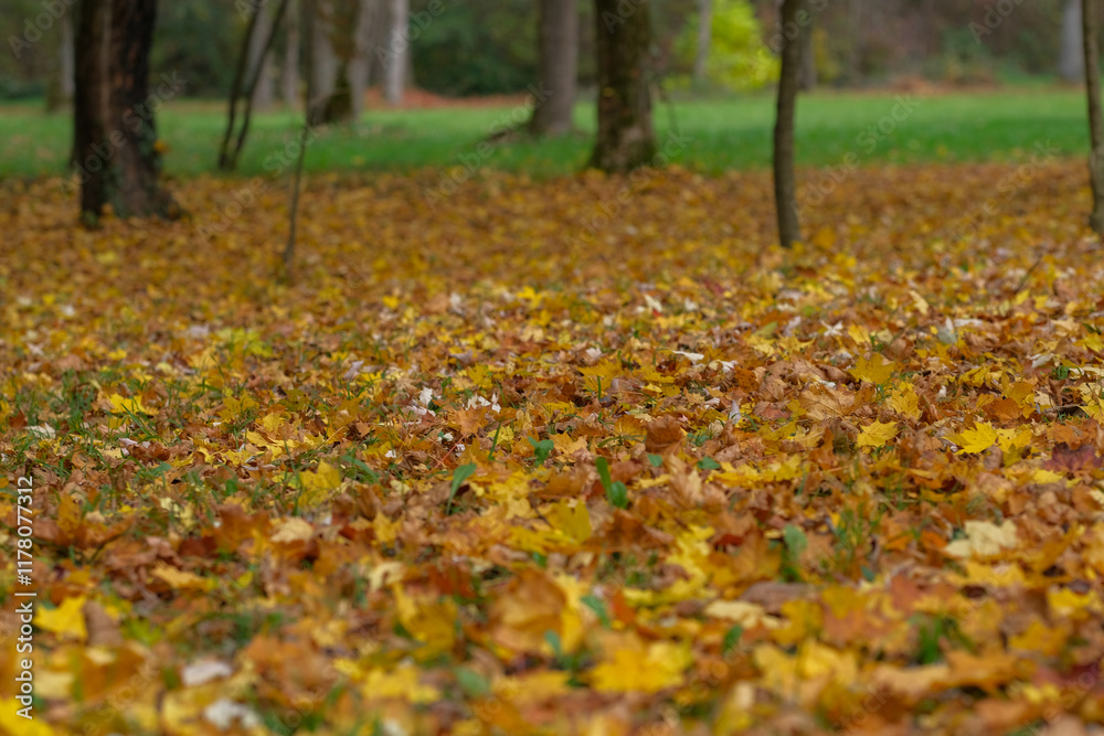 Golden autumn leaves blanket the forest floor a serene autumn scene Golden autumn leaves blanket the forest floor a serene autumn scene