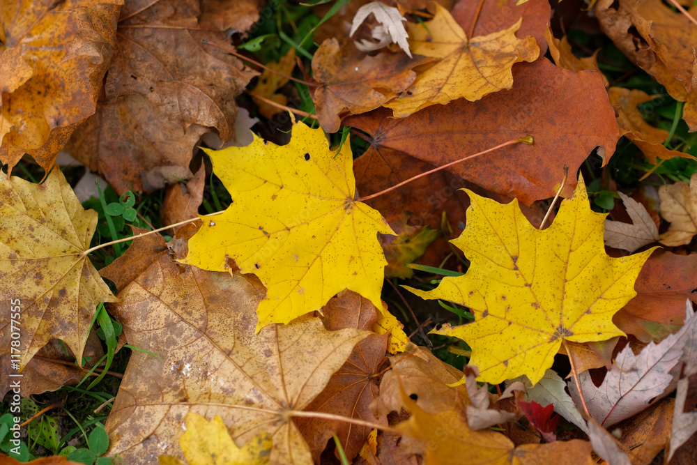 Vibrant yellow and brown autumn leaves scattered on the ground Vibrant yellow and brown autumn leaves scattered on the ground