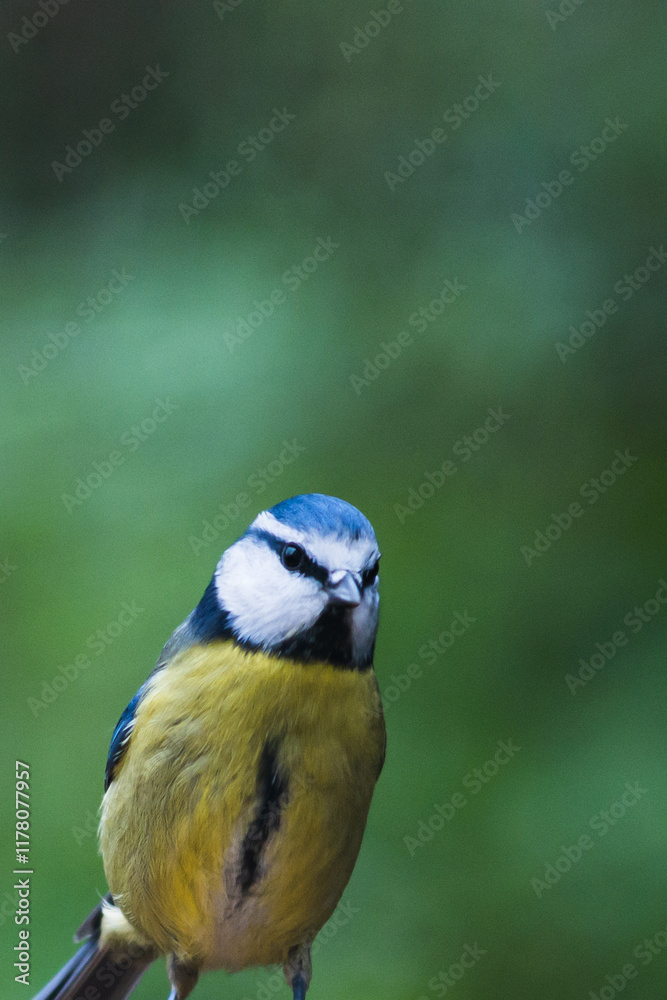Blue tit with blurred background Blue tit with blurred background