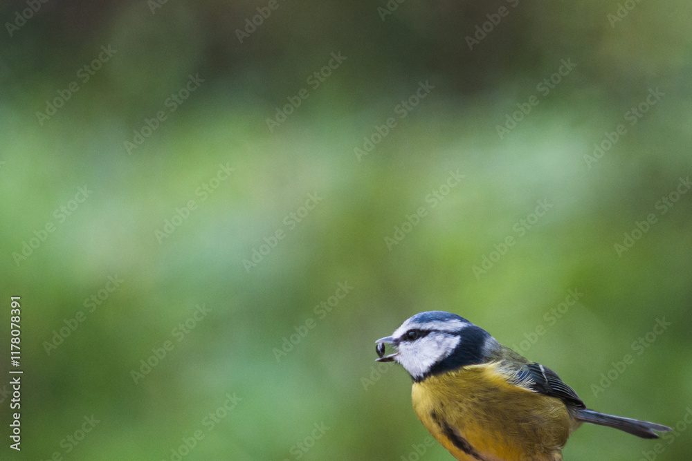 Obraz premium Blue tit with blurred background
