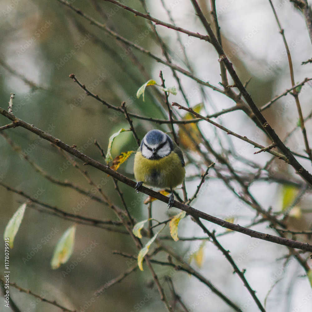 Fototapeta premium Blue tit on tree branch