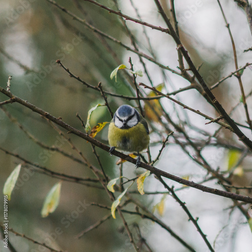 Blue tit on tree branch