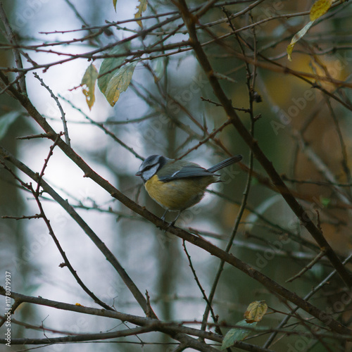 Blue tit on tree branch