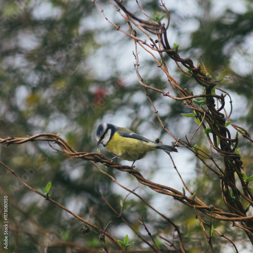 Blue tit on tree branch