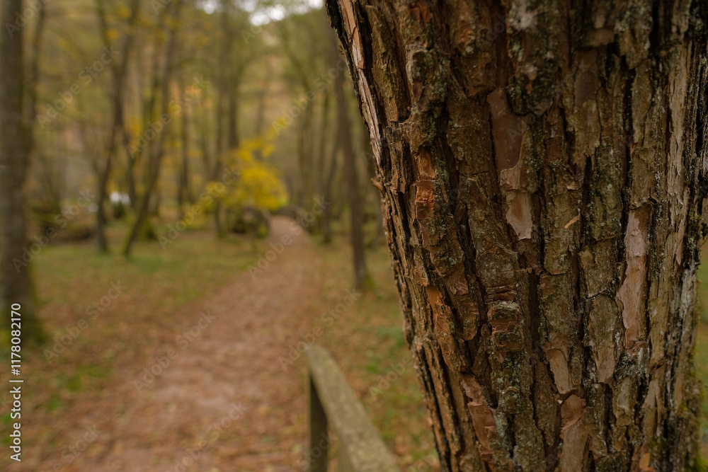 Fototapeta premium Autumnal forest path with tree bark in focus