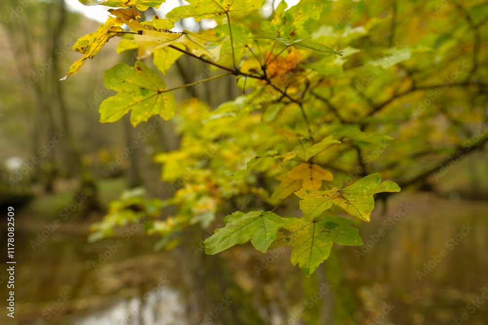 Autumn leaves by a tranquil stream Golden hues of fall foliage Autumn leaves by a tranquil stream Golden hues of fall foliage