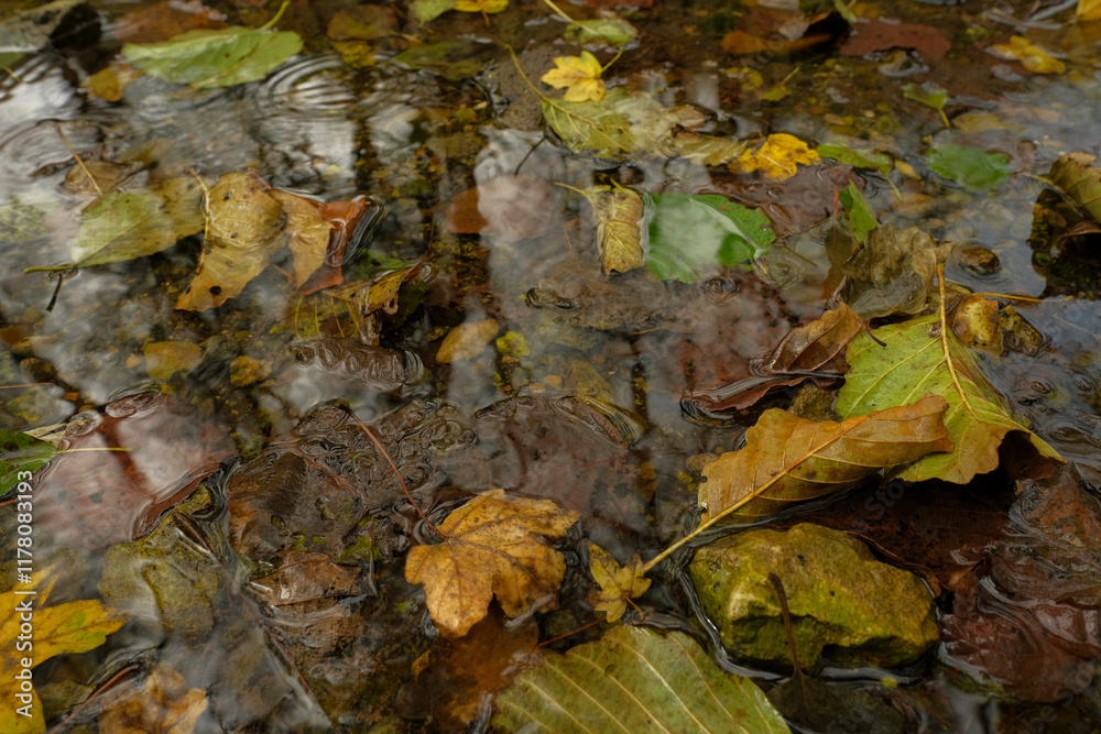 Autumn leaves submerged in shallow water creating a serene reflective scene Autumn leaves submerged in shallow water creating a serene reflective scene