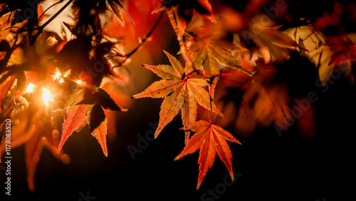 Orange Fall Leaves  photo