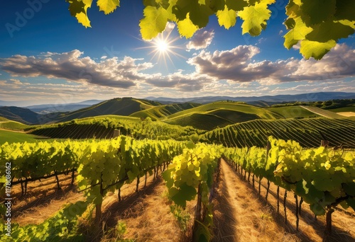 captivating vineyard landscape sunlit grape vines spread across rolling hills under bright blue sky, agriculture, grapevine, green, rows, sunlight