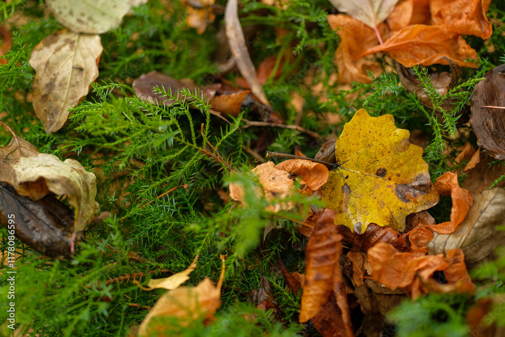 Autumn leaves and moss on the forest floor A vibrant mix of colors and textures