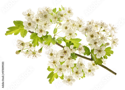 Common Hawthorn