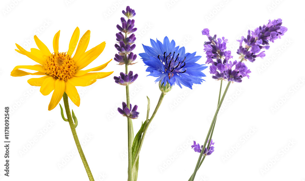 Fototapeta premium Lavender arnica and cornflower