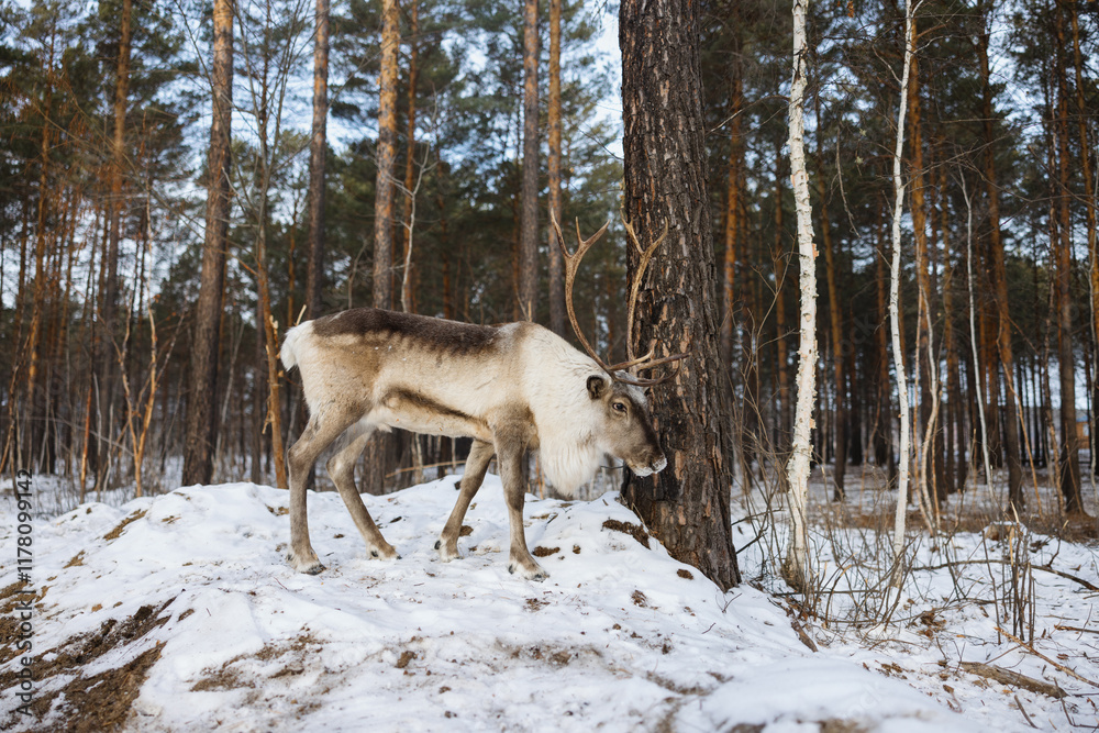 Reindeer in Snowy Forest Clearing Reindeer in Snowy Forest Clearing