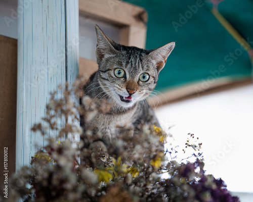 Portrait of a Cat
