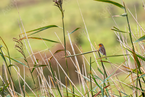 European Robin (Erithacus rubecula) in National Botanic Gardens, Dublin - Native to Europe and Asia
