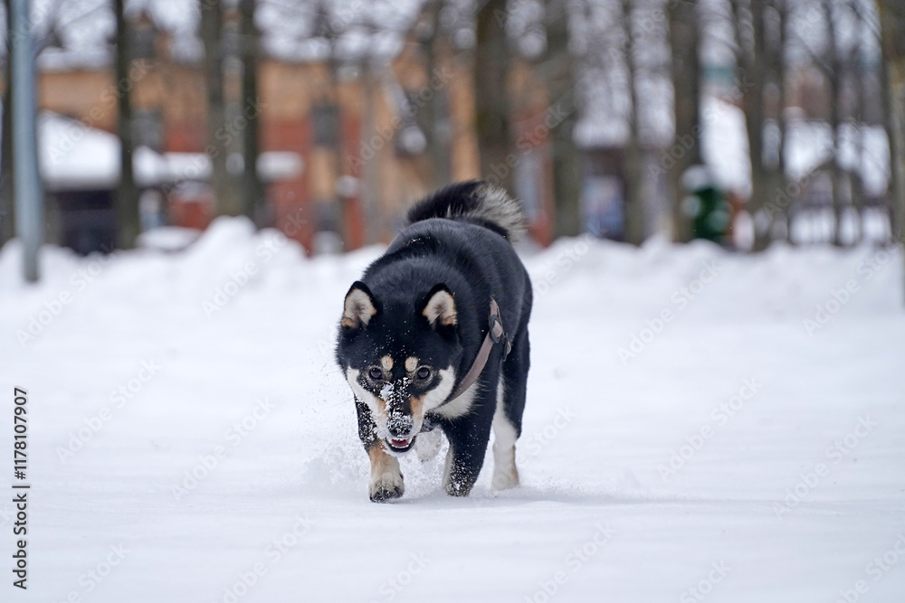 Bkack Shiba Inu dogs walking in the winter park on a snowy path. Dogs playing in the forest Bkack Shiba Inu dogs walking in the winter park on a snowy path. Dogs playing in the forest