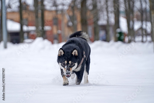 Bkack Shiba Inu dogs walking in the winter park on a snowy path. Dogs playing in the forest photo