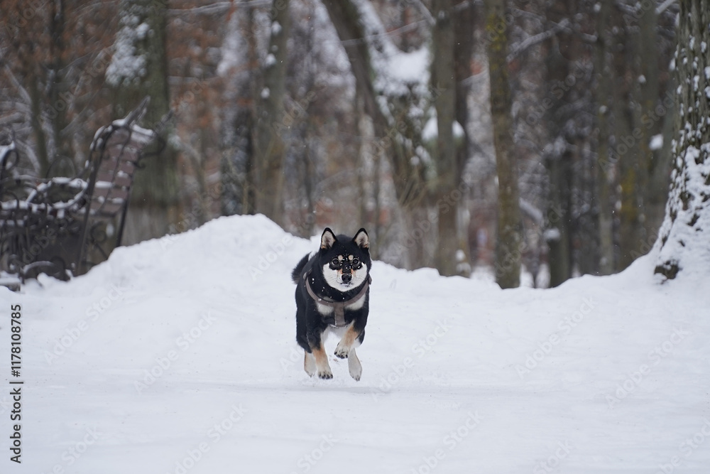 Siba dog in snow. Winter background with cute dog. Shiba Inu Japanese husky in winter Siba dog in snow. Winter background with cute dog. Shiba Inu Japanese husky in winter