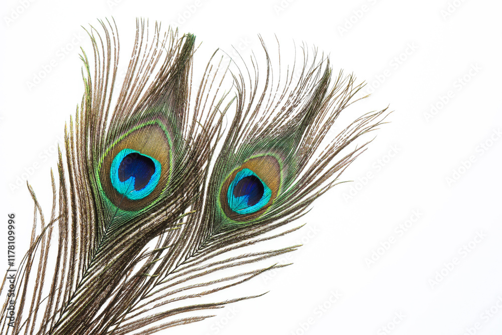 Fototapeta premium Two beautiful peacock feathers isolated on white