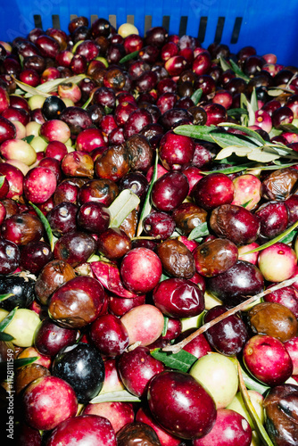 Freshly picked olives filling a blue crate for olive oil production photo