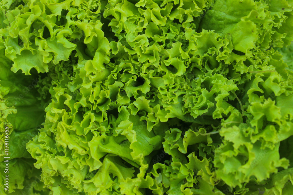 green texture of lettuce leaf vegetable (Lactuca sativa) for background. close up lettuce green texture of lettuce leaf vegetable (Lactuca sativa) for background. close up lettuce