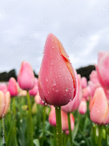 Close-up of pink tulips with raindrops in a garden in Victoria Aus