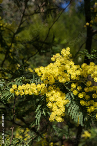 Bright yellow wattle flowers bloom in Australia photo