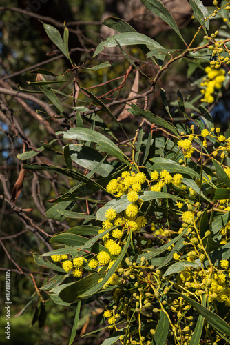 Golden acacia wattle flowers with lush green leaves in focus photo