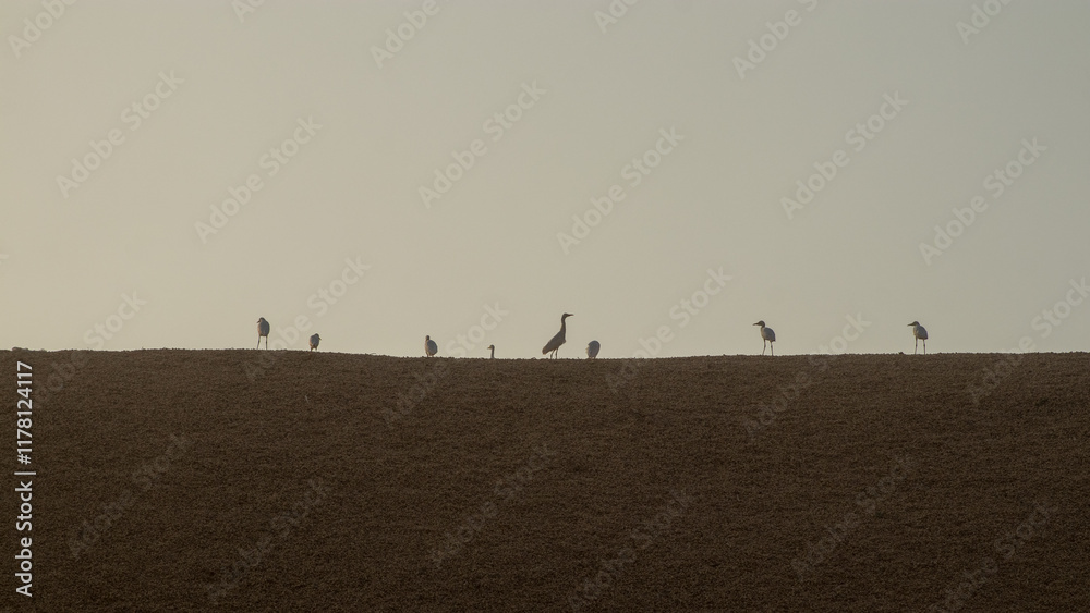 Different birds standing in a row on top of a wall or sandy field. impression of a silhouette.