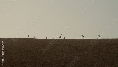 Different birds standing in a row on top of a wall or sandy field. impression of a silhouette. photo