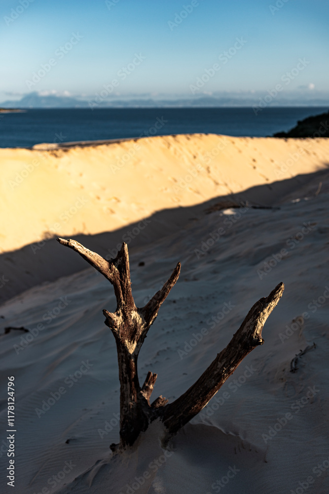 Weathered driftwood against golden sand dune with sea backdrop Weathered driftwood against golden sand dune with sea backdrop