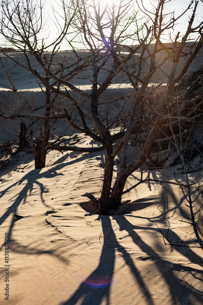 Golden sunlight through bare trees on sand dune Golden sunlight through bare trees on sand dune