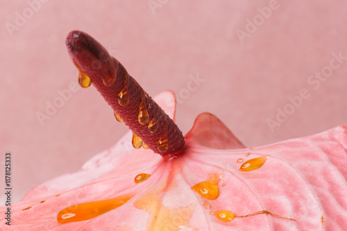 Pink flower with honey dipping photo