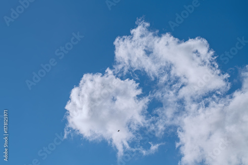 犬みたいな雲 photo